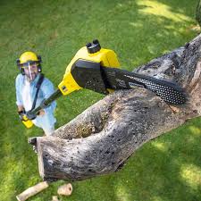 Best Stump Grinding and Removal  in Aurora, IN